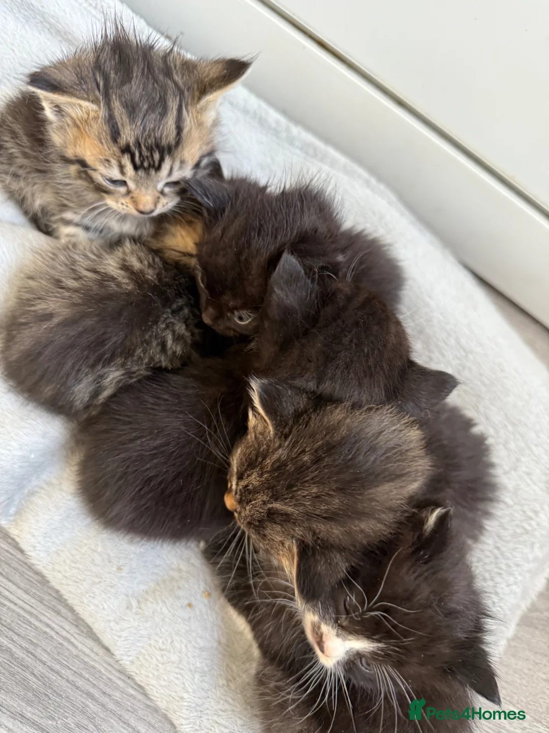 Domestic Shorthair cats for sale: 6 beautiful kittens  - Advert 15