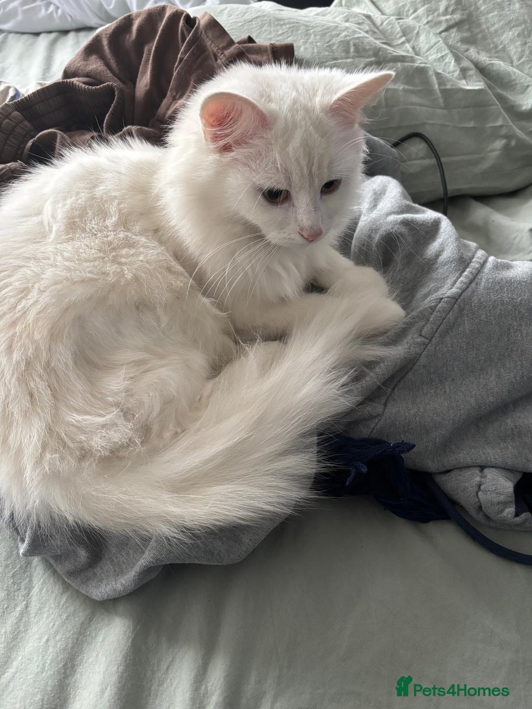 Turkish Angora cats for sale: TURKISH KITTENS FOR SALE - Advert 3