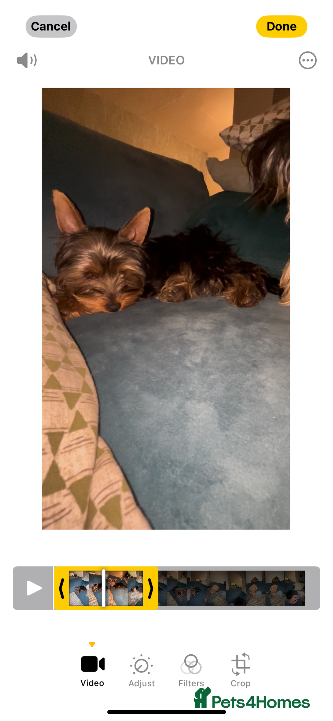 Yorkshire Terrier dogs for sale: MINI PEDIGREE YORKSHIRE TERRIER FOR SALE - Image 5