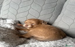 Chihuahua dogs for sale: One of a kind ChiPin Puppies - Image 26