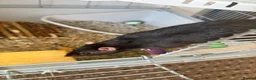 Rat rodents for sale: 2 Female Rats  - Advert 4