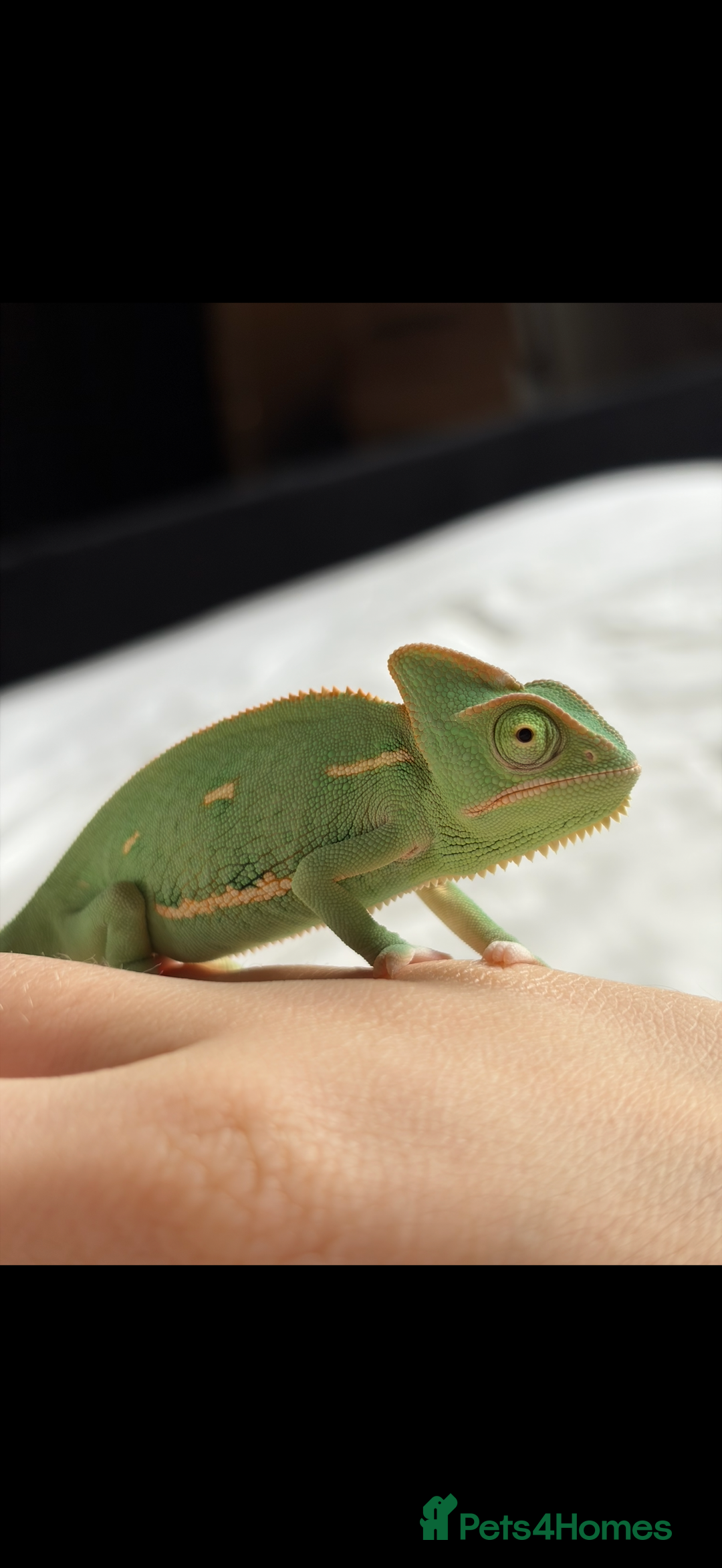 Chameleon reptiles for sale: Veiled chameleon looking for a loving home - Advert 2