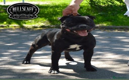 Staffordshire Bull Terrier dogs for sale: Billionaire Bill x Kenzduo Glass Souls  - Advert 8