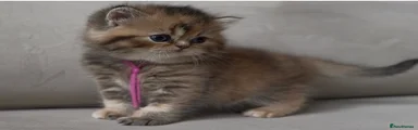 British Shorthair Kitten 4