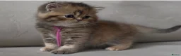 British Shorthair cats for sale: Unique  Golden kittens 🐾 - Advert 5