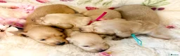 Miniature Dachshund dogs for sale: Cream long haired miniature dachshund puppies  - Advert 5