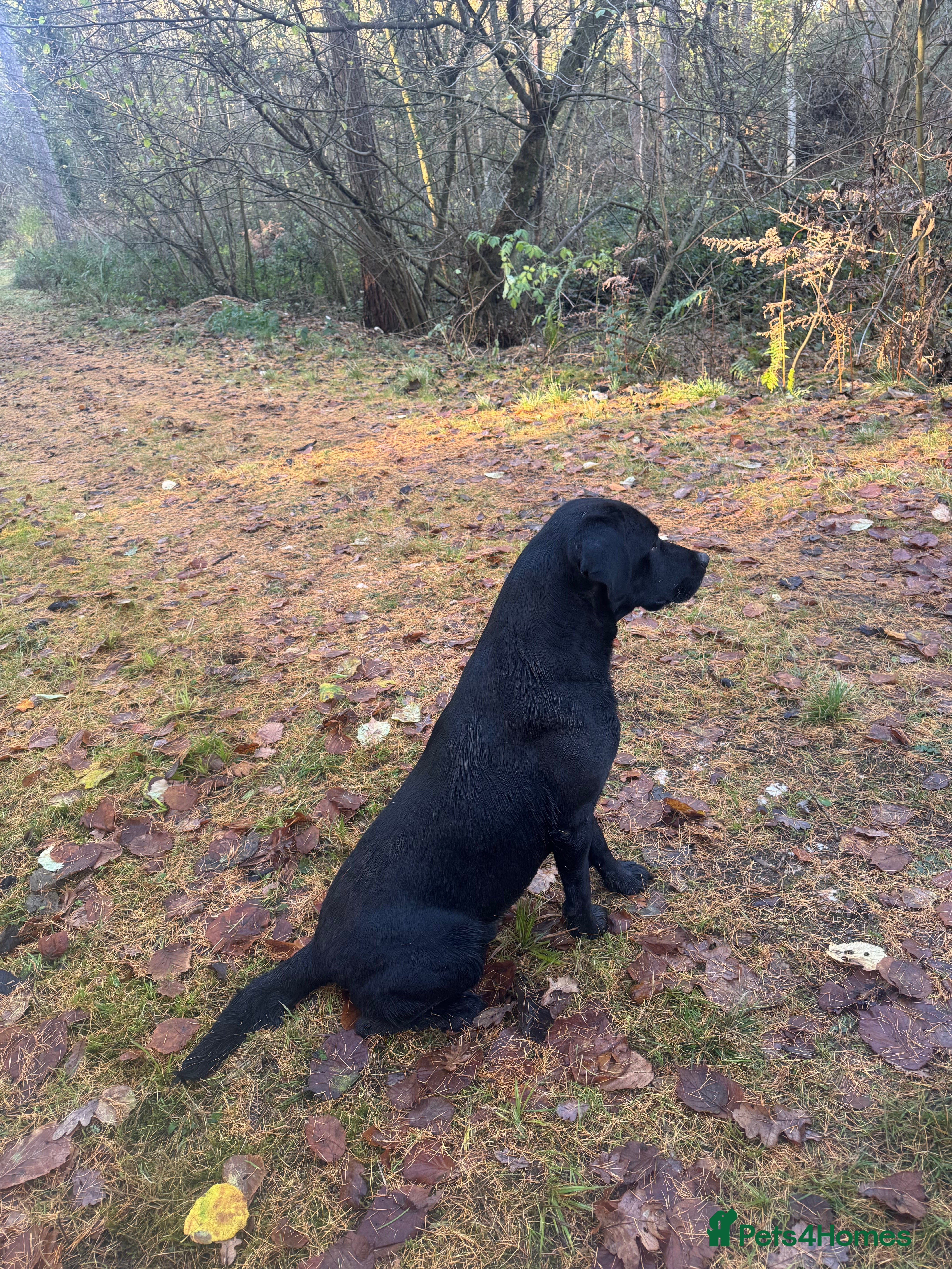 Labrador Retriever dogs Health Tested Working Labrador Retriever for stud in Burton-on-Trent - Advert 17