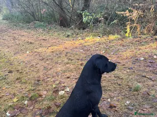 Labrador Retriever dogs Health Tested Working Labrador Retriever for stud in Burton-on-Trent - Advert 19