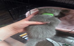 Maine Coon cats for sale: READY NOW Maine coon kittens  - Image 15