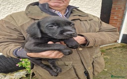 Labrador Retriever dogs for sale: Black and Gold Labrador Pups - Image 13
