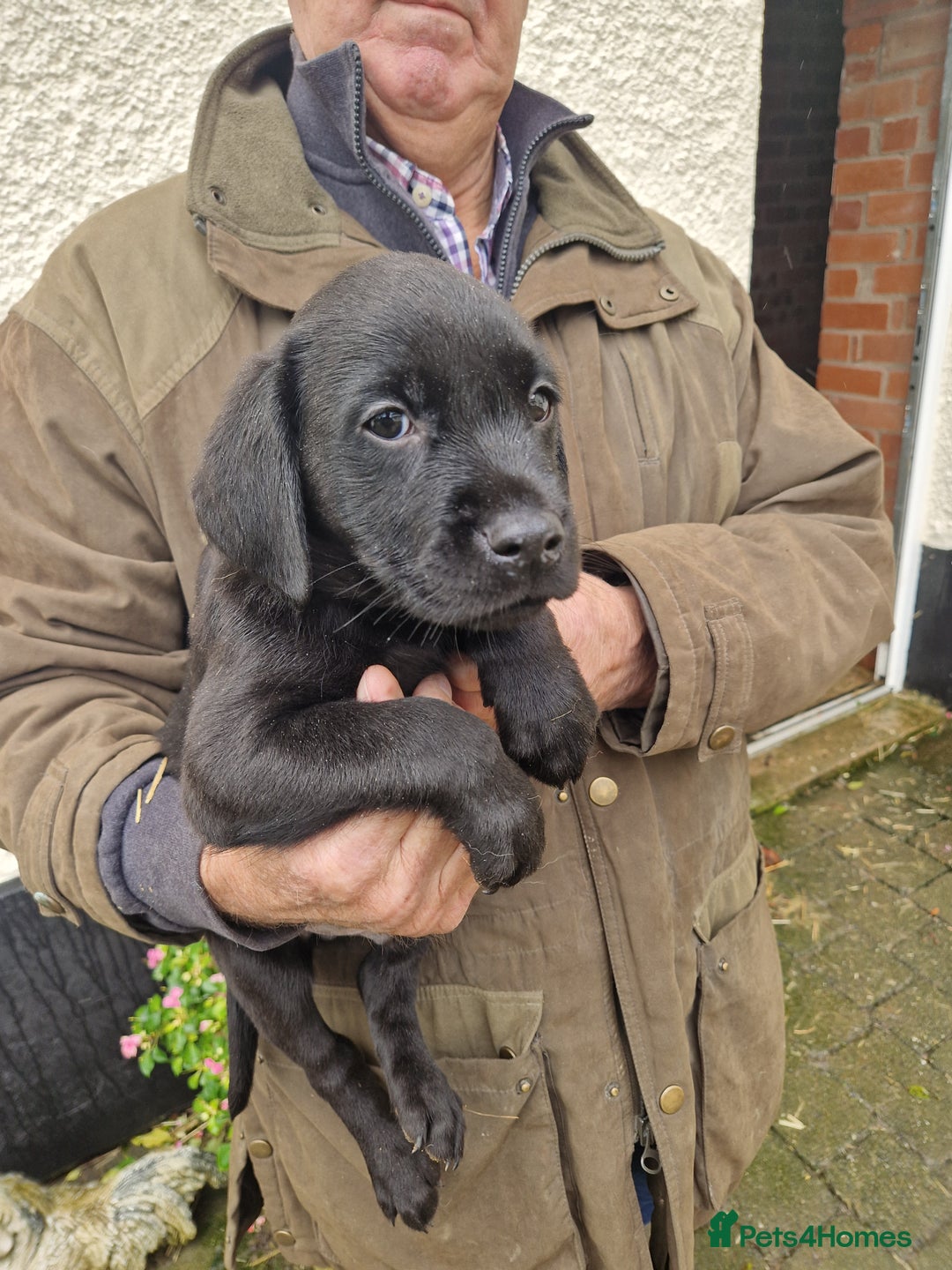 Labrador Retriever dogs for sale: Black and Gold Labrador Pups - Image 13