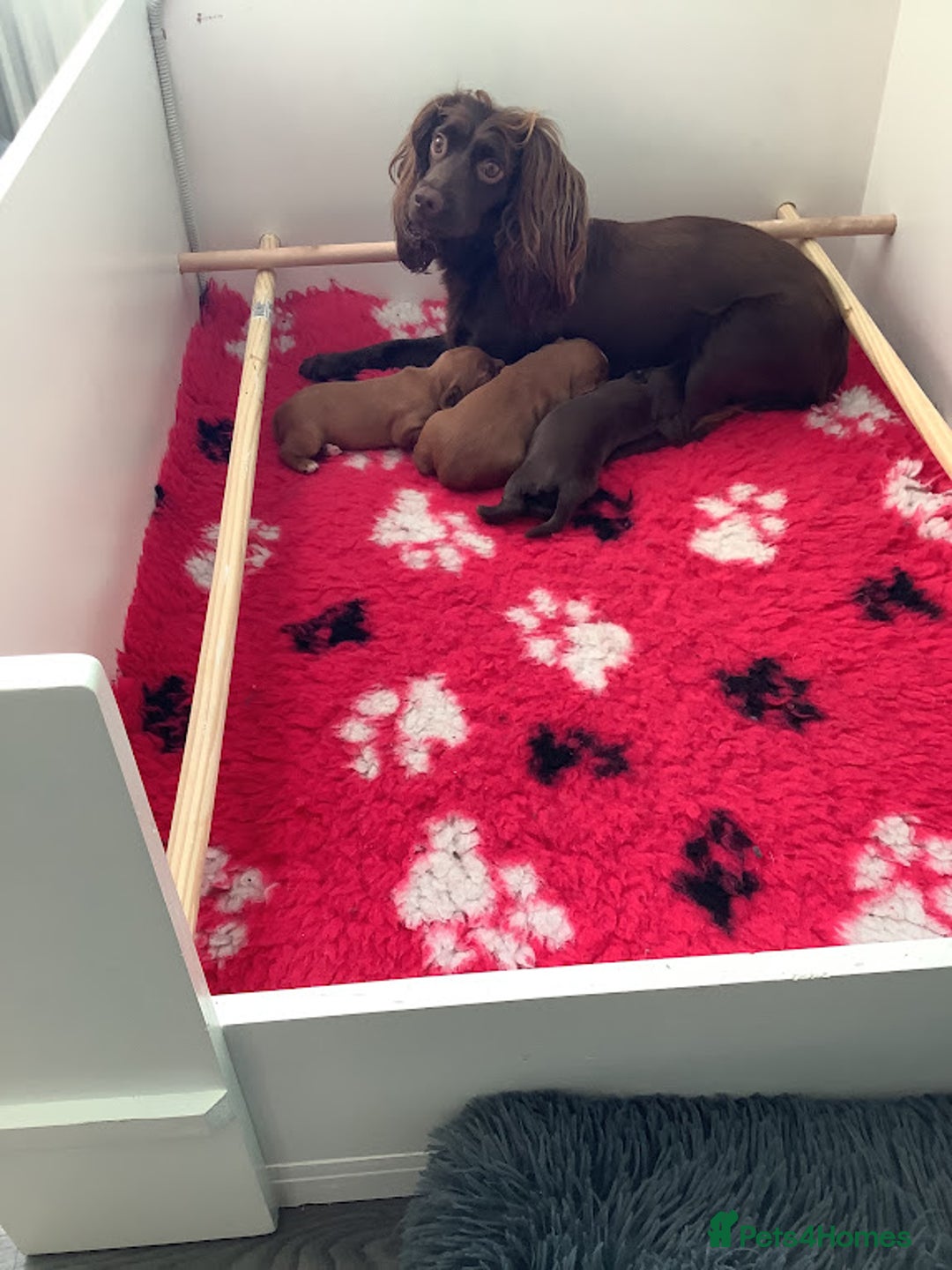 Cocker Spaniel dogs for sale: For sale beautiful male working cocker spaniel - Image 1