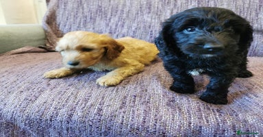 Cockapoo dogs - Advert 4