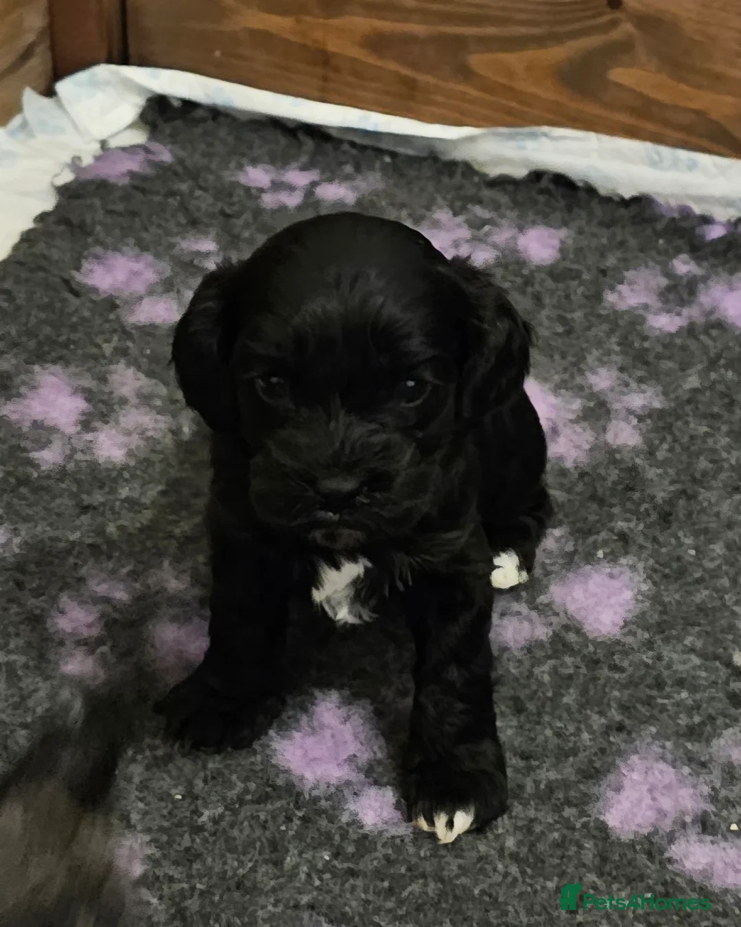 Cavapoo dogs for sale: Extensively health tested F1 Cavapoo puppies 🐶  - Advert 7