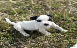 Jack Russell dogs for sale: Jack Russell Dog Puppies - Image 5