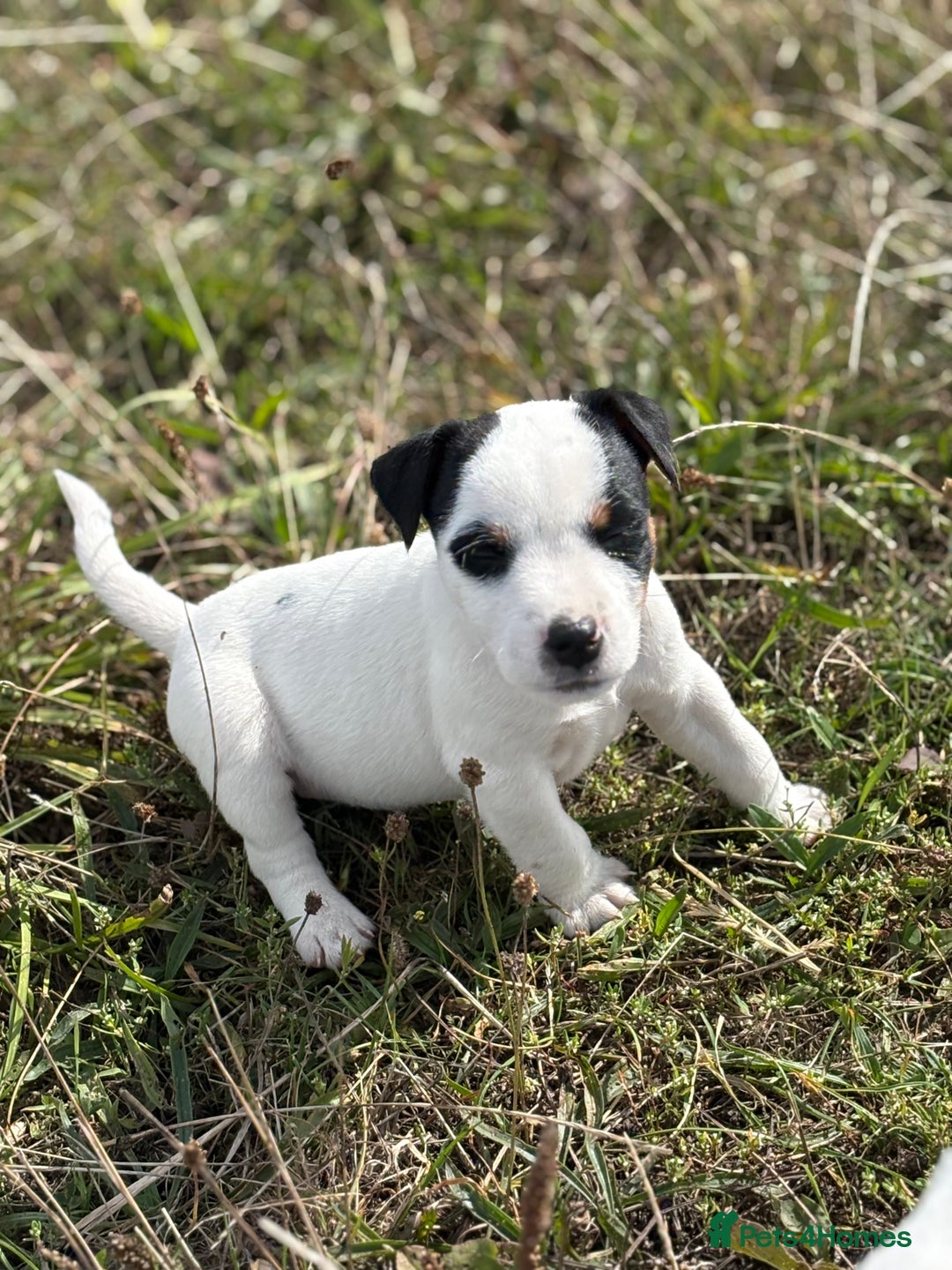 Jack Russell dogs for sale: Jack Russell Dog Puppies - Image 5