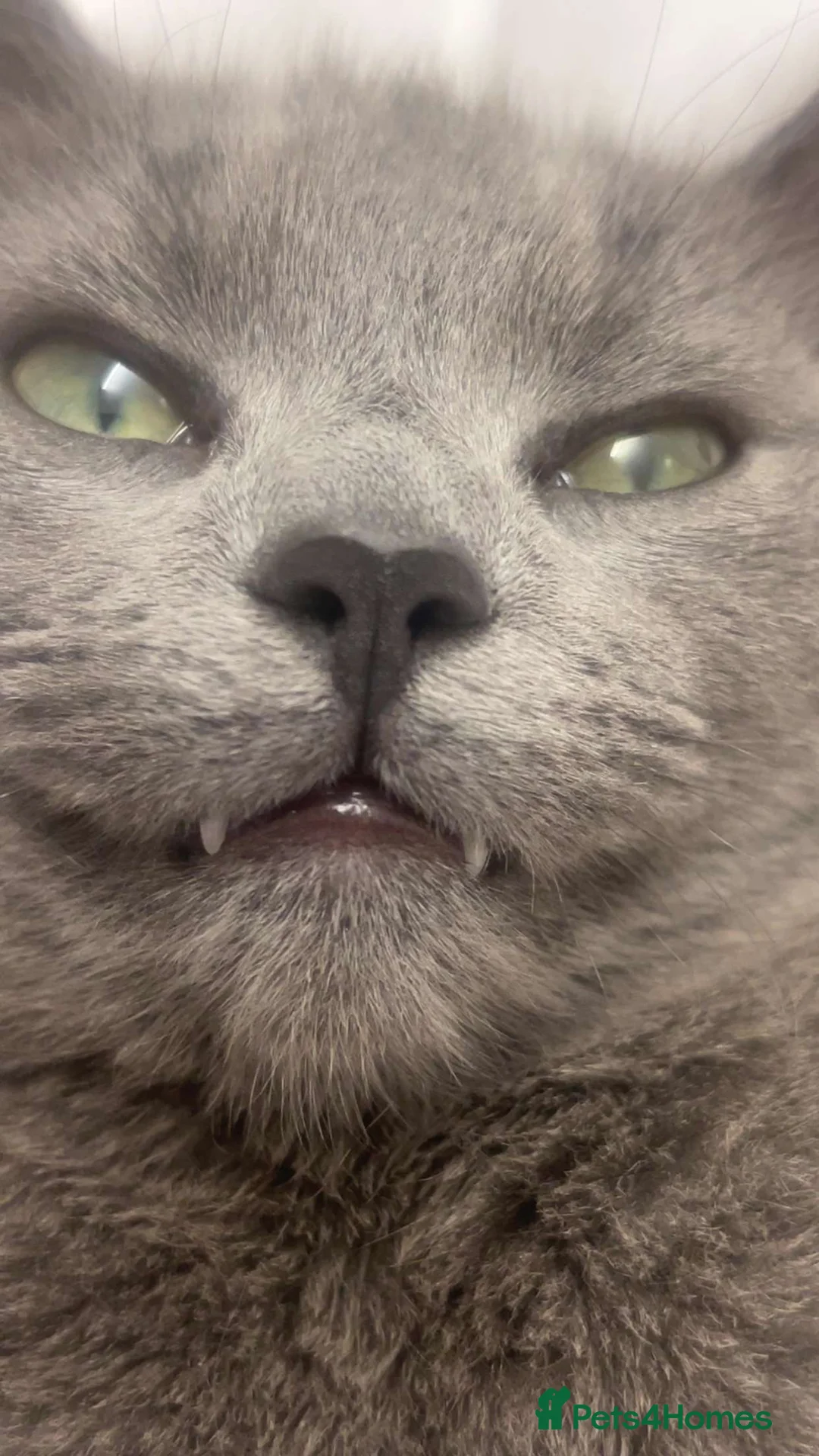 Domestic Shorthair cats for sale: Grey cat  - Advert 2