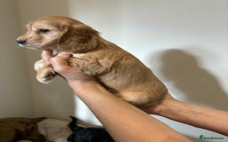 Cocker Spaniel dogs for sale: Pure show type dna health tested KC reg parents  - Image 22