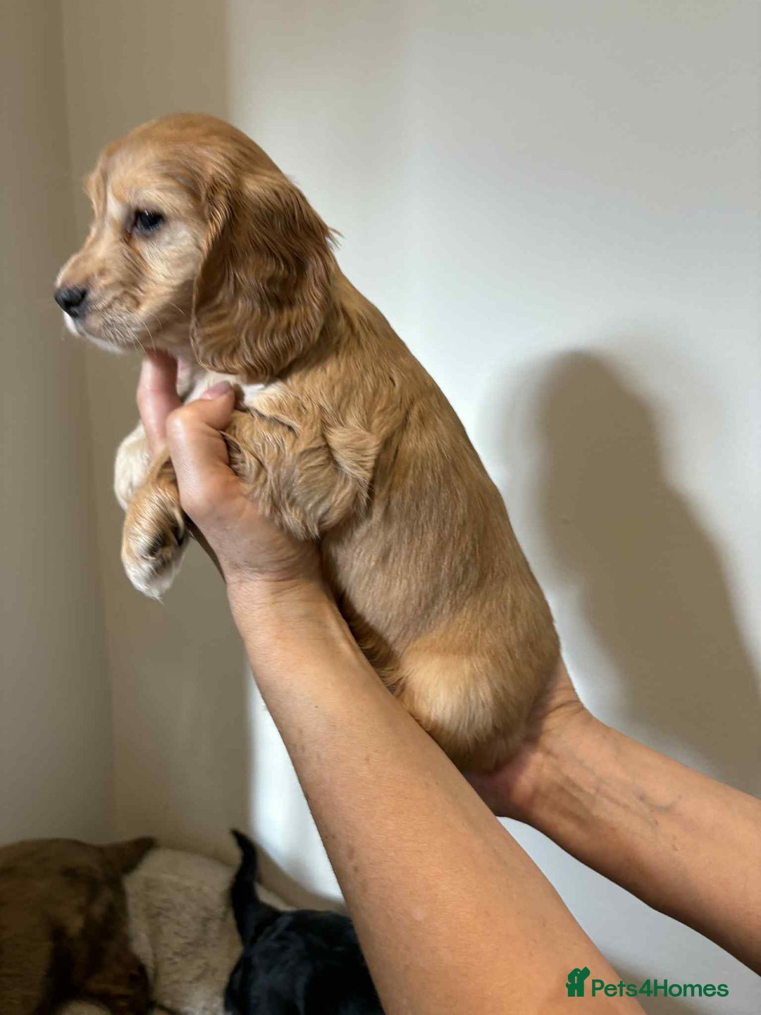 Cocker Spaniel dogs for sale: Pure show type dna health tested KC reg parents  - Image 22