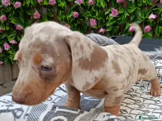 Miniature Dachshund dogs STUNNING LH /SMOOTH MINI KC REG PRA CLR - Advert 11