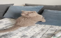 British Longhair cats for sale: British longhair last boy last girl in Watford - Image 7