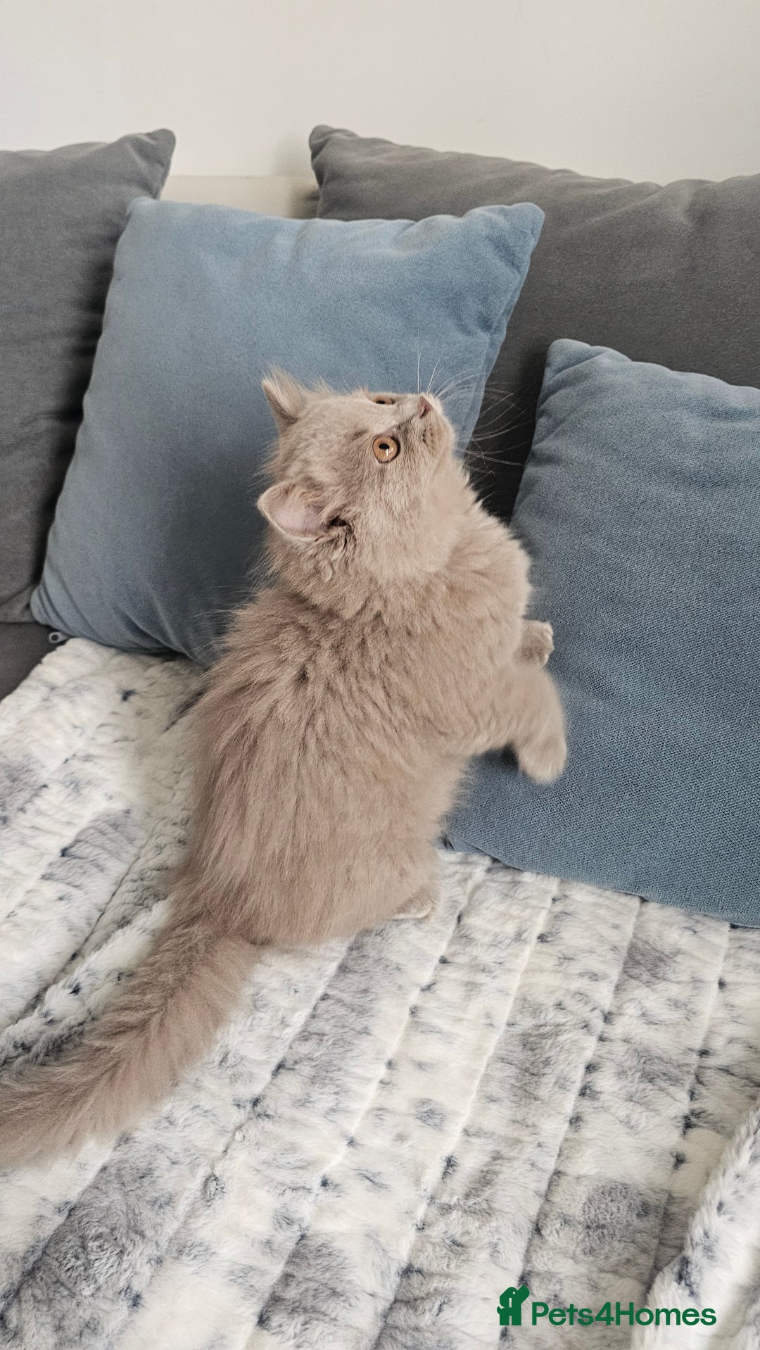 British Longhair cats for sale: British longhair last boy last girl in Watford - Image 7