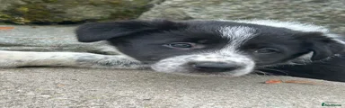 Meg
