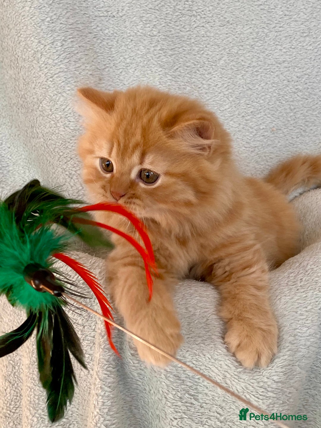 British Longhair cats for sale: Champion line kittens with excellent pedigrees - Image 2