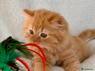 British Longhair cats Champion line kittens with excellent pedigrees - Advert 2