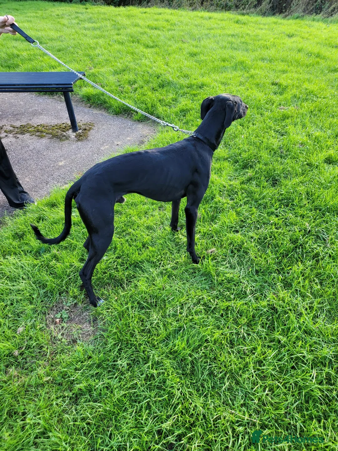 Mixed Breed dogs for sale: Saluki greyhound  - Advert 3