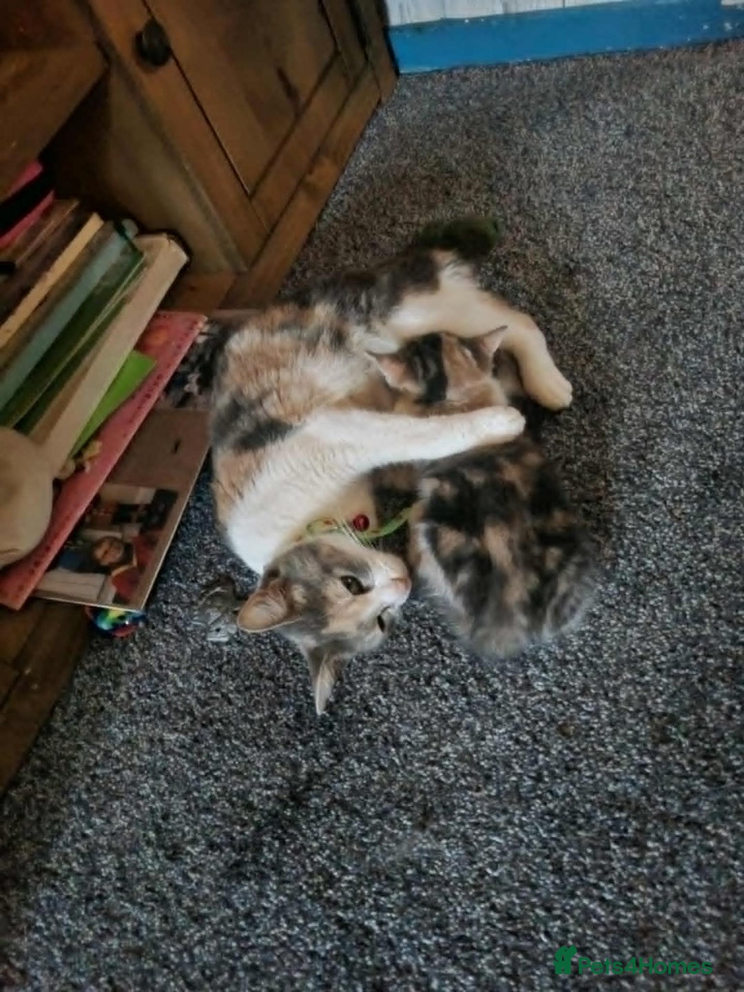 Mixed Breed cats for sale: Beautiful kittens 2 girls, 1 boy - Image 5