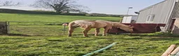 English Thoroughbred horses for sale: (SOLD) Stunning rising 2 year old filly - Advert 3