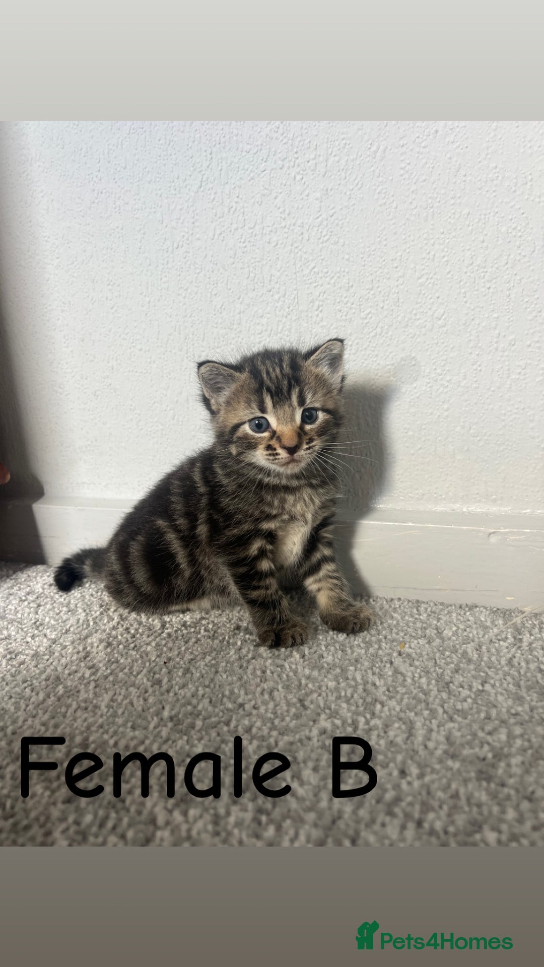 British Shorthair cats for sale: ✨Adorable kittens looking for their forever homes✨ - Image 6