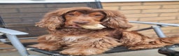 Cocker Spaniel dogs for stud: KC Choc Sable Cocker Spaniel  in Buckingham - Advert 1