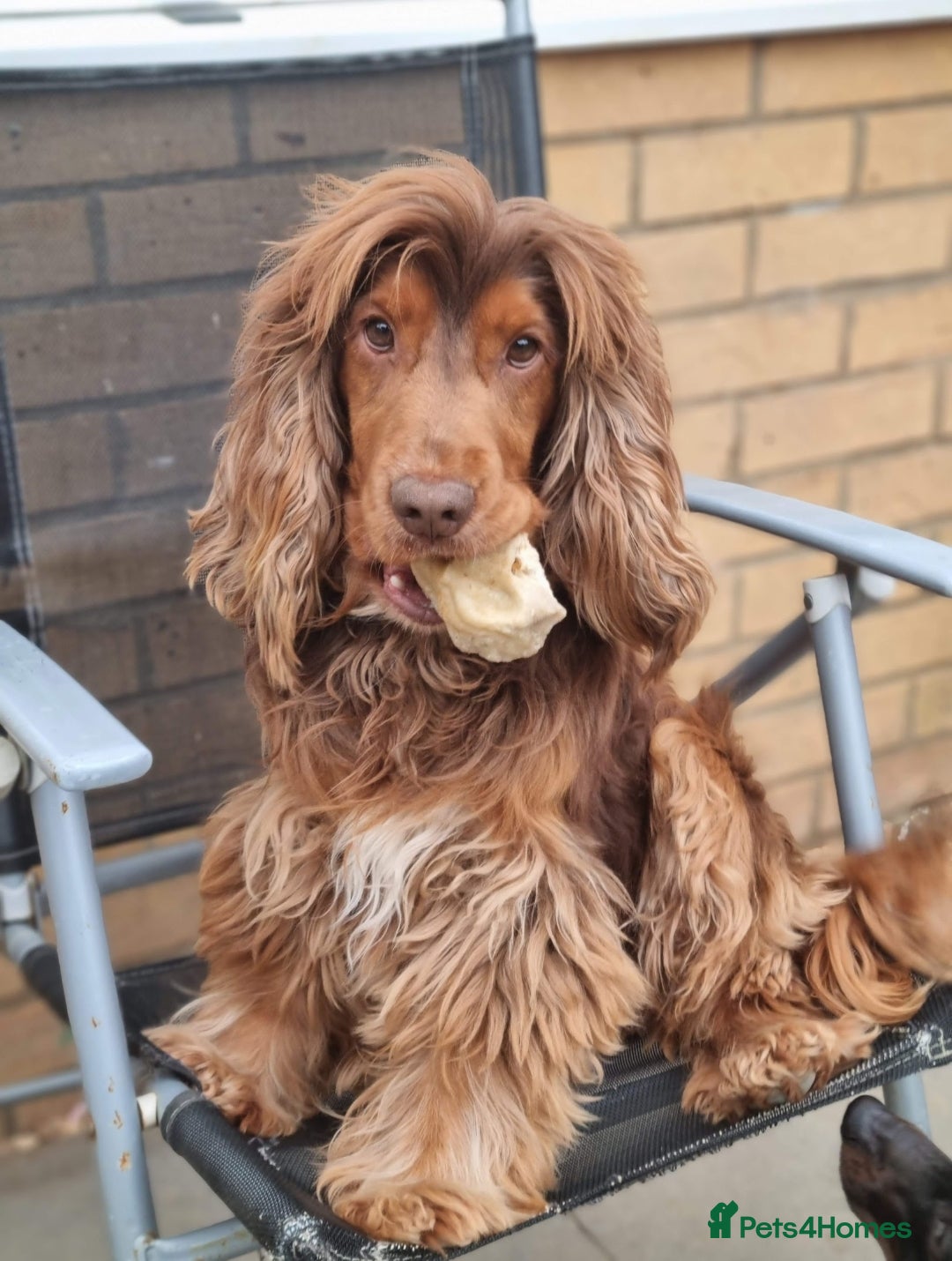 Cocker Spaniel dogs for stud: KC Choc Sable Cocker Spaniel  in Buckingham - Advert 1