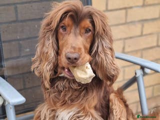 Cocker Spaniel dogs KC Choc Sable Cocker Spaniel in Buckingham - Advert 10