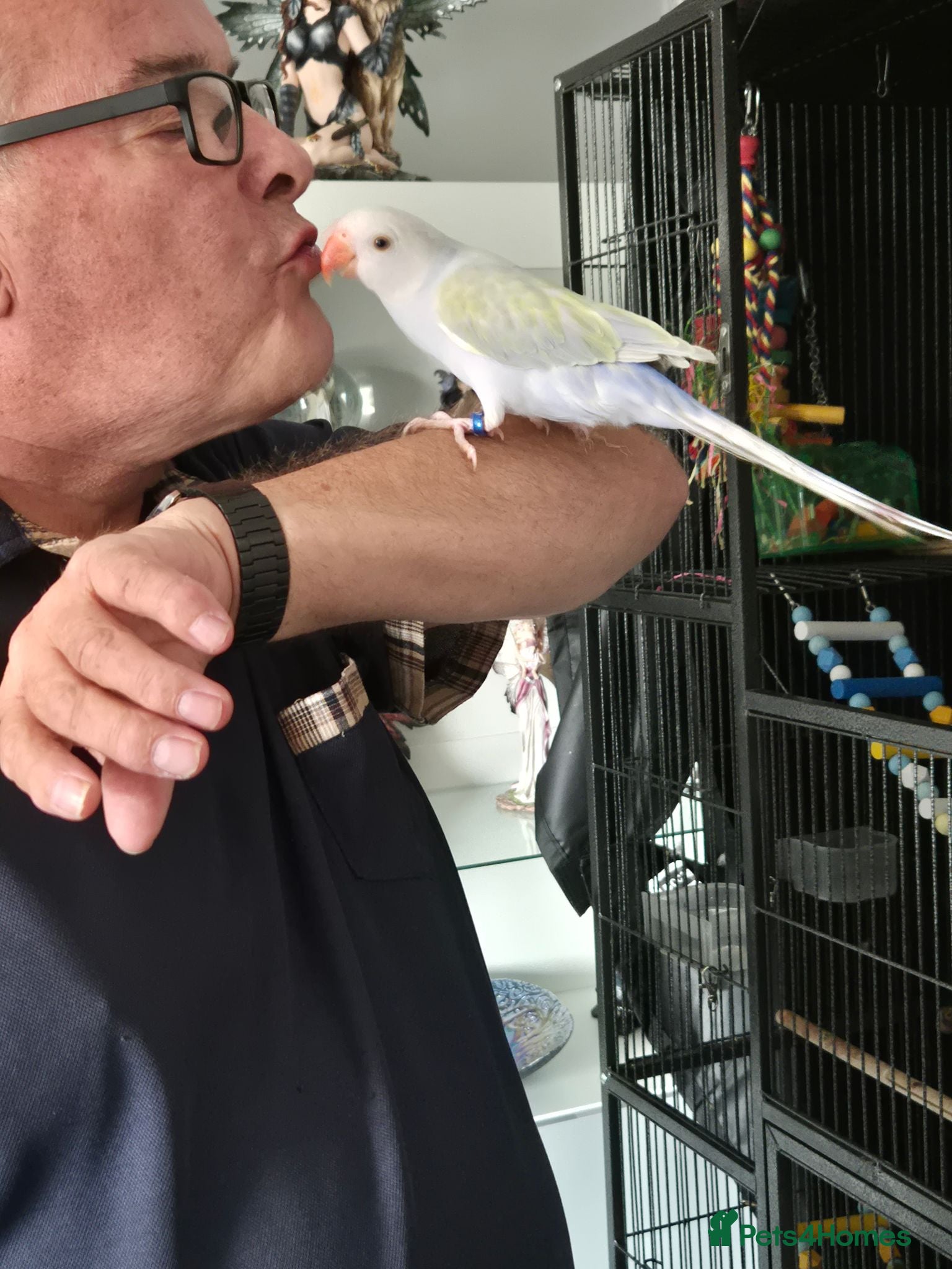 Ringnecks birds 6 months old Indian ringneck  - Advert 1