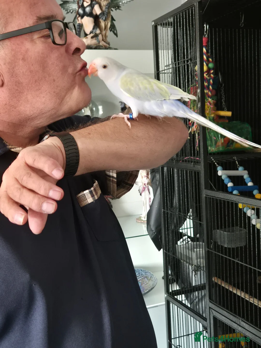 Ringnecks birds for sale: 6 months old Indian ringneck  in Cannock - Advert 1