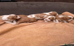Cavalier King Charles Spaniel dogs for sale: Stunning cavalier puppies  - Image 12