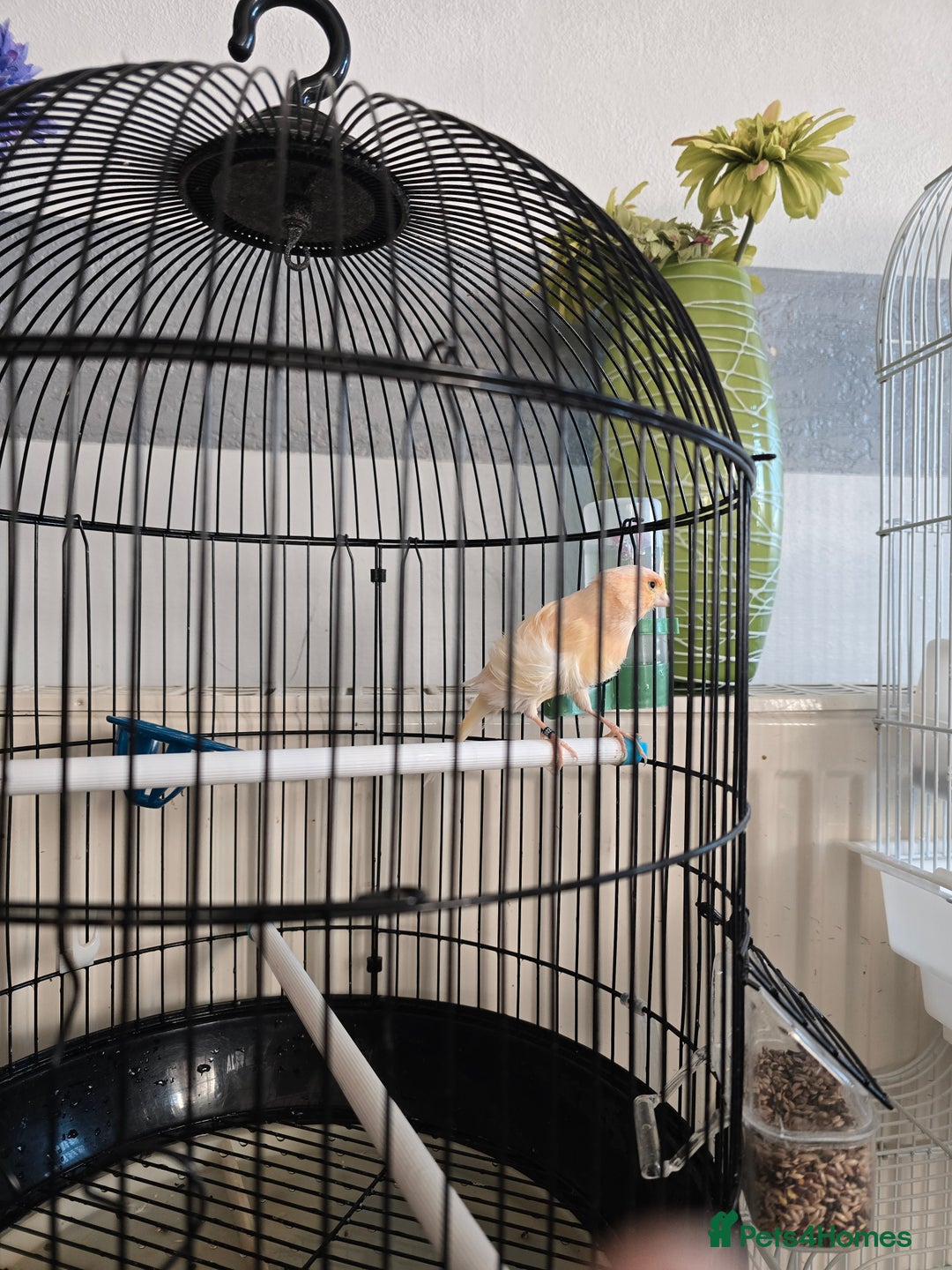 Canaries birds for sale: Lovely Cannary and budgie for sale - Advert 8
