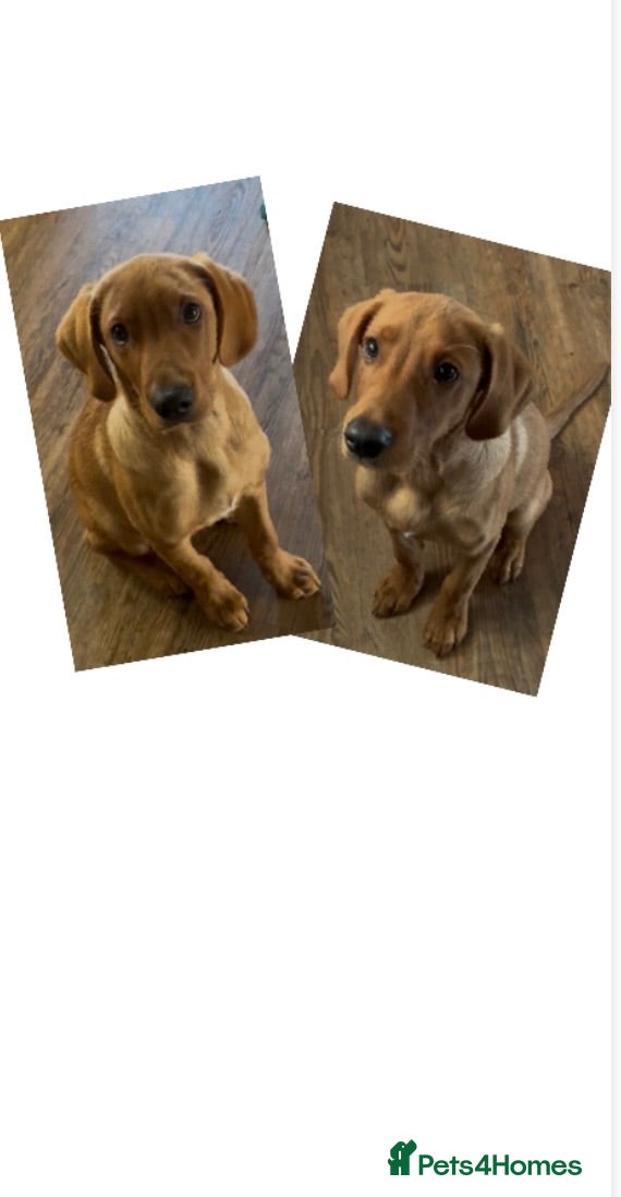Labrador Retriever dogs *READY NOW* 2 BIG STRONG DARK FOX RED MALES - Advert 3