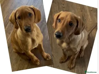 Labrador Retriever dogs *READY NOW* 2 BIG STRONG DARK FOX RED MALES - Advert 3