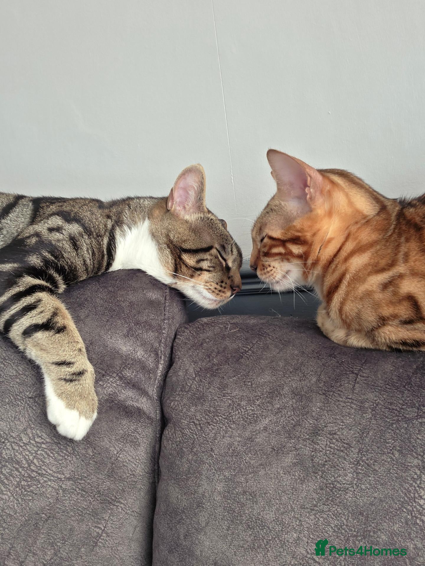 Bengal cats Pure breed Bengal kittens  - Advert 1