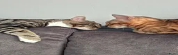 Bengal cats for sale: Pure breed Bengal kittens  - Advert 1
