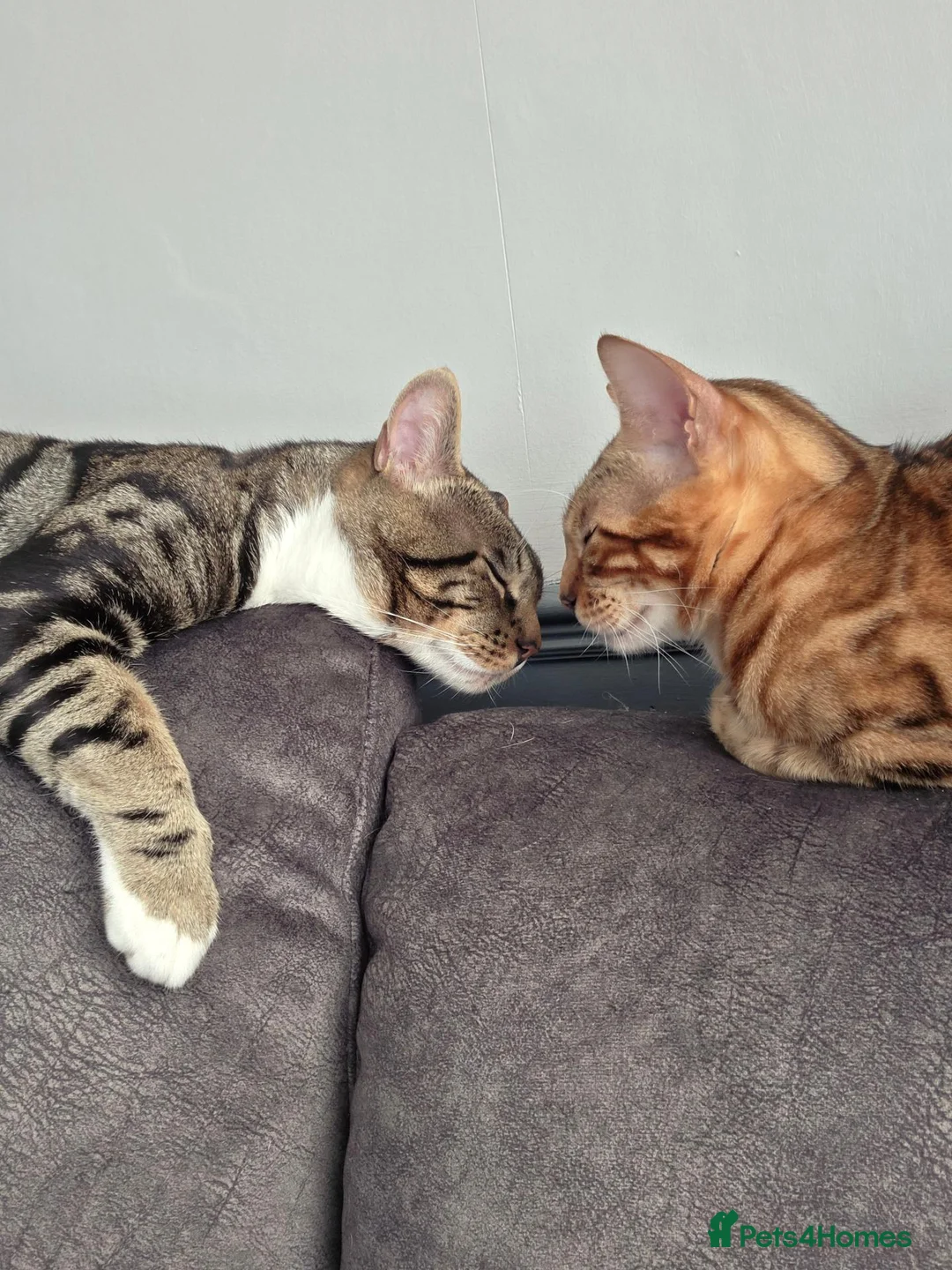 Bengal cats for sale: Pure breed Bengal kittens  - Advert 1