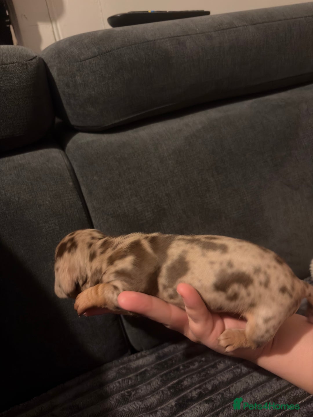 Miniature Dachshund dogs for sale: 🐾 Miniature Dachshund Puppies KC Registered  - Advert 10