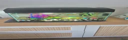 Platies fish for sale: 8 Sunburst Tuxedo Platies in Southend-on-Sea - Advert 2