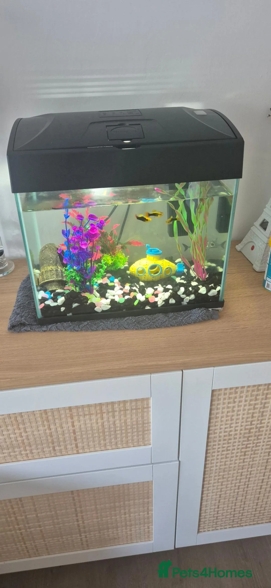 Platies fish for sale: 8 Sunburst Tuxedo Platies in Southend-on-Sea - Advert 2