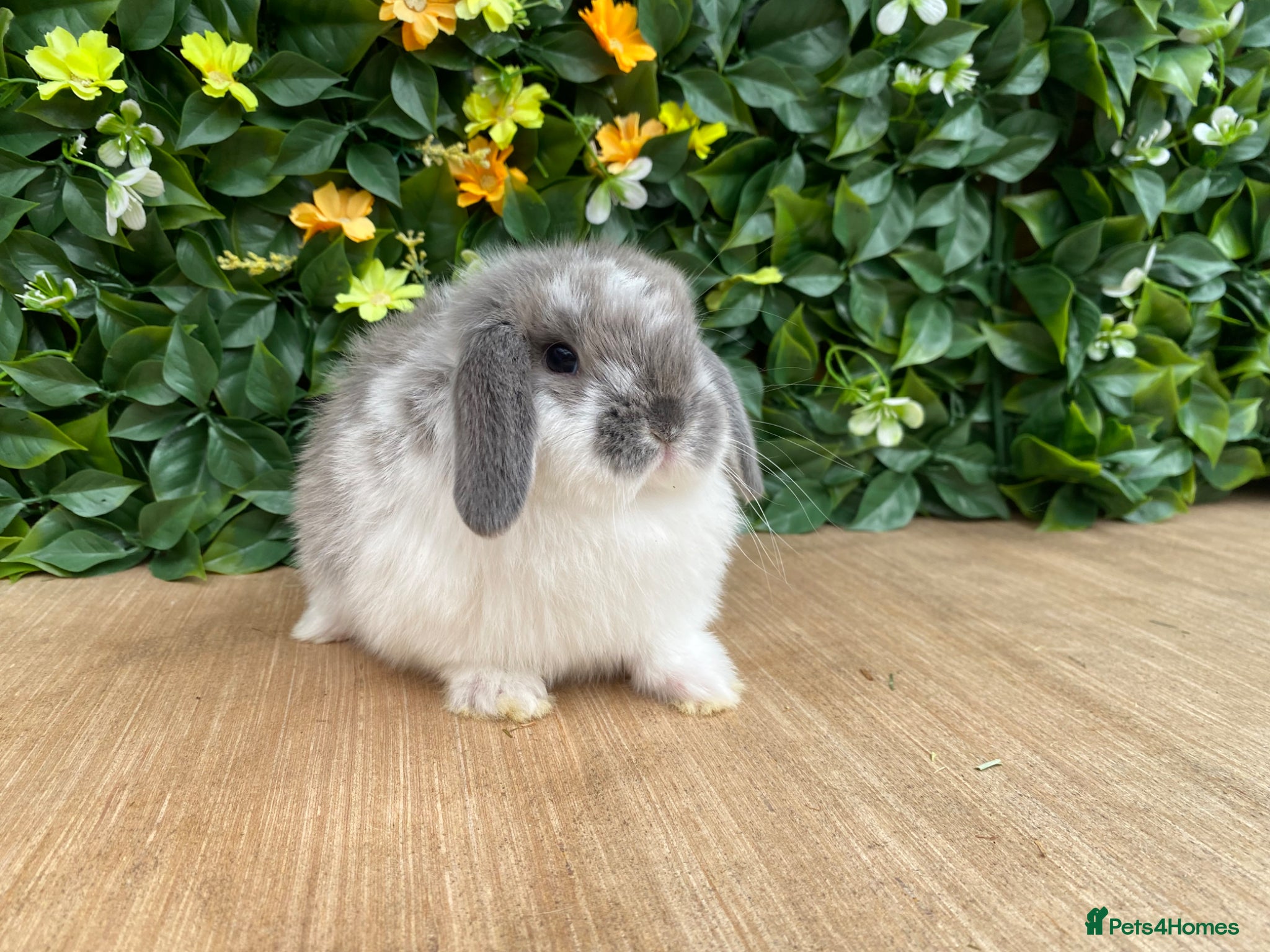 Mini Lop rabbits Mini lops ( Est since 2014 ) - Advert 14
