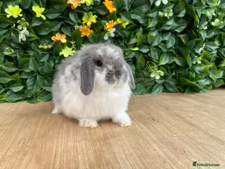 Mini Lop rabbits Mini lops ( Est since 2014 ) - Advert 1